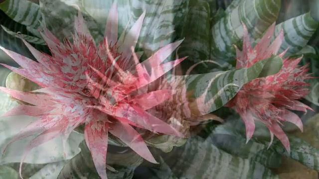 «Эхмея (Aechmea)» РЕЛАКС АРТ-ТЕРАПИЯ improvisation piano Victor Mikhailovich Anokhin смотреть онлайн