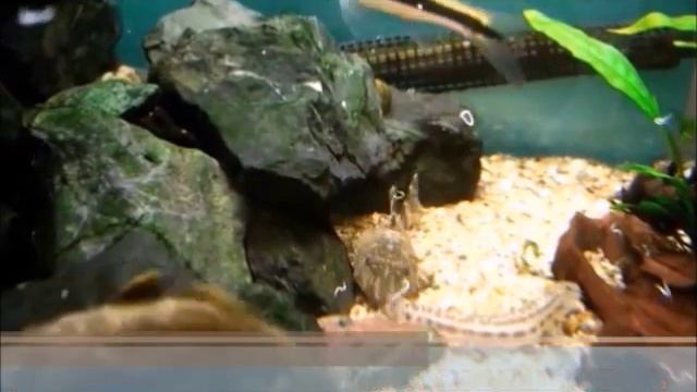 Энхитреи (черви энхитреусы) - корм для мальков и взрослых аквариумных рыбок своими руками смотреть онлайн