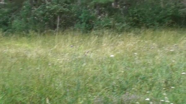 Objęty ścisłą ochroną Niepylak apollo (Parnassius apollo)