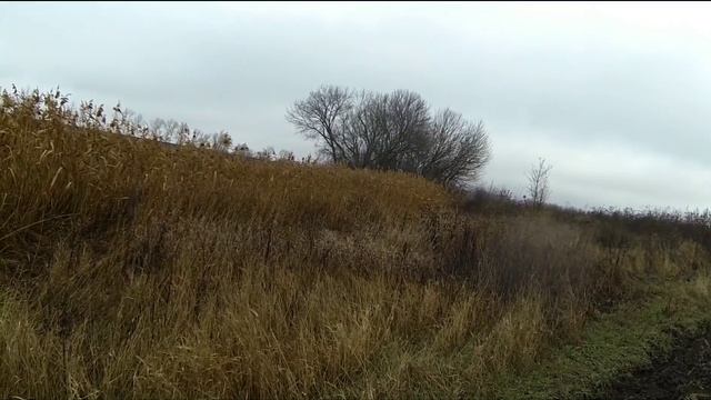 Загонная охота с лайкой в камыше смотреть онлайн