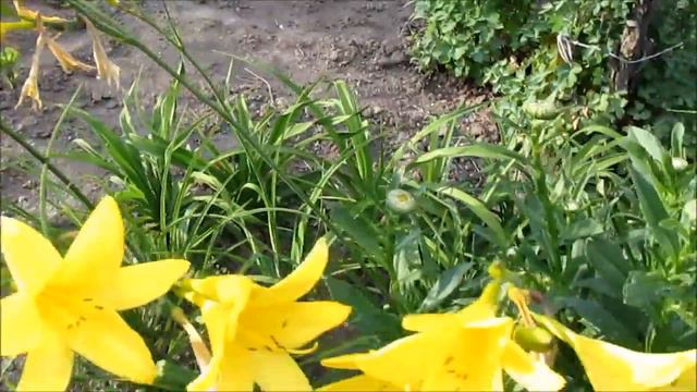 Лілейник малий смотреть онлайн