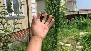 ЧЕРЕШНЯ посадка и уход : Формировка черешни кустом :