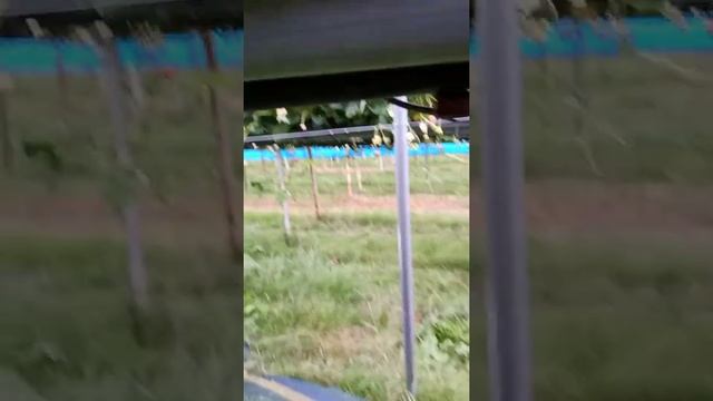 Работа в Англии на клубничной ферме | Описание работы | Сорт клубники Арабелла смотреть онлайн