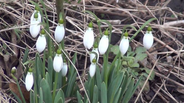 Ще зима, а підсніжники вже зацвіли. м. Вишгород. 15.02.2023 р. смотреть онлайн