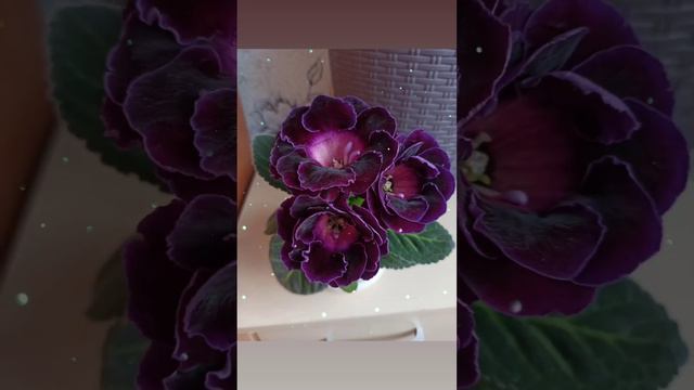 Соната Фиолетовая💜💜🖤 цветёт детка.( у мамы было всего 2 бутона) у детки много 😊 любимый сорт смотреть онлайн