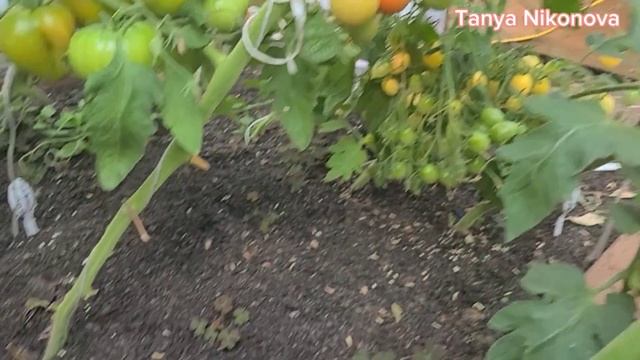 Обзор томатов в теплице на 4 Августа 2023. Первая грядка. смотреть онлайн