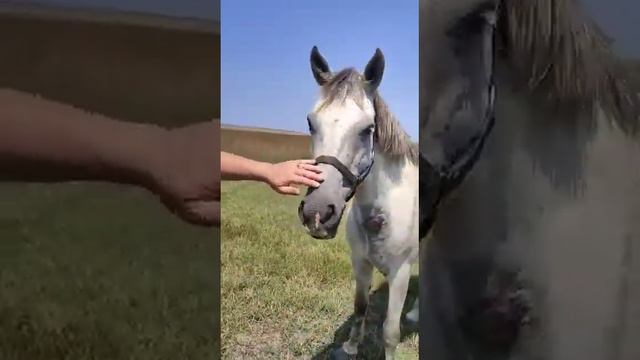 кучугуры отдых 89189630850 дикий пляж азовское море паропланеристы смотреть онлайн