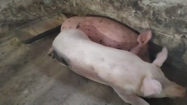 Умнее Некоторых людей// порода свиней в моём хозяйстве смотреть онлайн