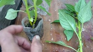 Размножение целозии.