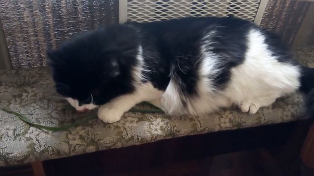 Таити, Таити...... Нас и здесь неплохо кормят.... смотреть онлайн