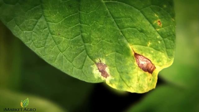 Курзат Р 44 фунгіцид 1 кг від "CORTEVA" - огляд пакування, опис та застосування препарату. смотреть онлайн