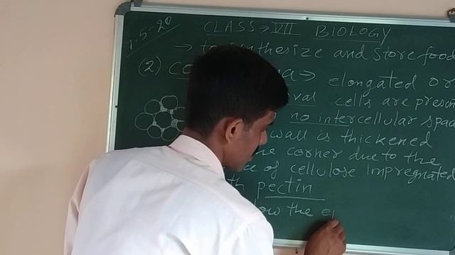 CLASS VII Biology 1. Tissues смотреть онлайн