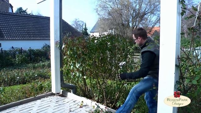 Rosenschnitt Teil 1 - Strauchrosen смотреть онлайн