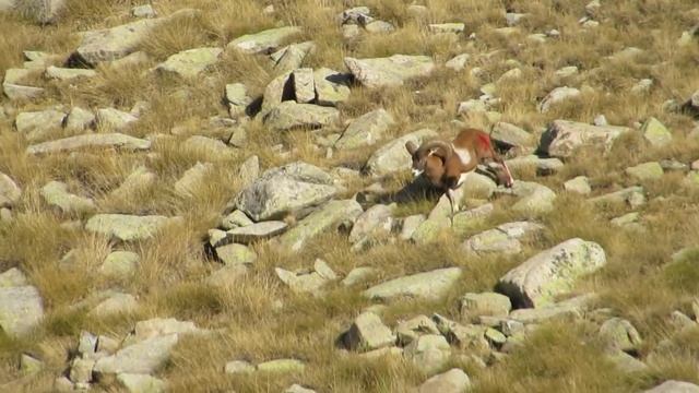 CAÇA MUFLO FORCATS ILLA ANDORRA -HUNTING MUFLON - CHASSE MUFLON- CAZA MUFLON смотреть онлайн