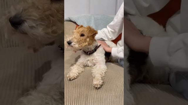 Нашим диванам не страшны старания питомцев🐶 ФАБРИКА BIODIVAN 📲8(800)333-44-58 #москва #диваны смотреть онлайн