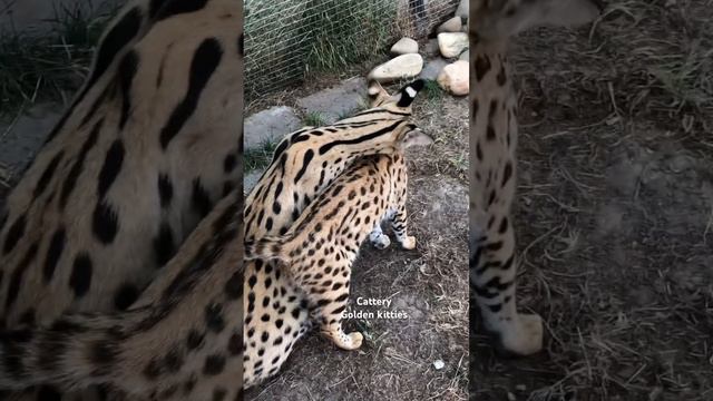 Serval And Savannah F1 #kitten#cats#саванна#savannahf1#саваннакошка#саваннаф1#animal#savannahcat