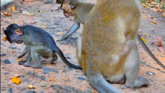 Young monkey mom strong protect little baby monkey смотреть онлайн