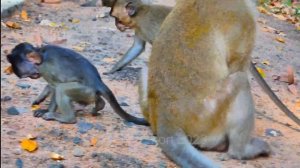 Young monkey mom strong protect little baby monkey