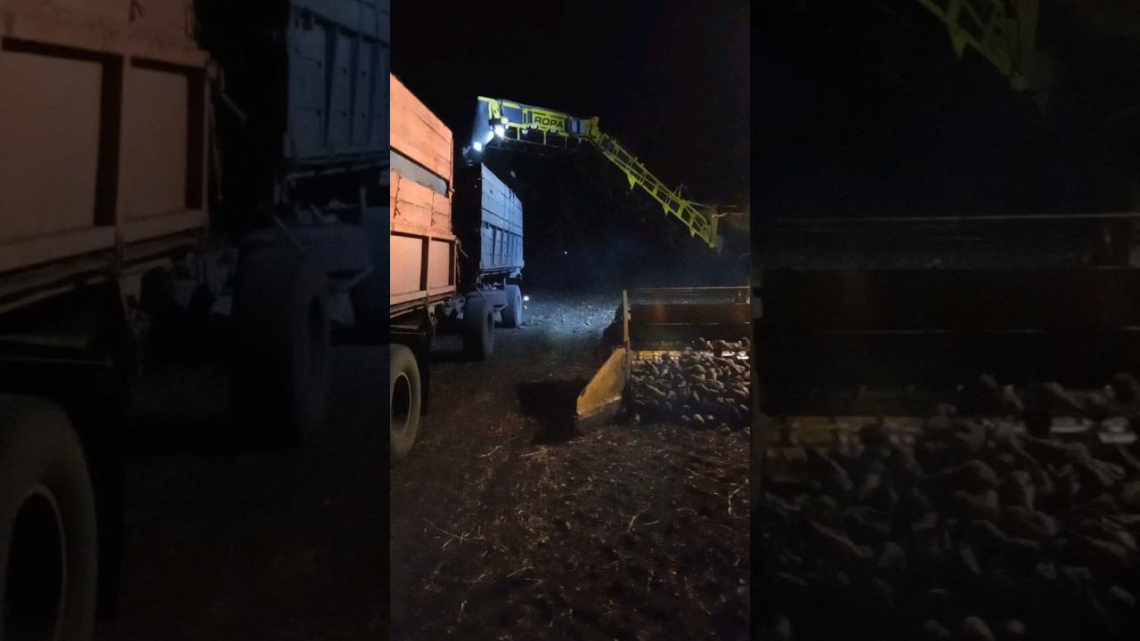 Я уже на свекле. смотреть онлайн