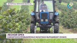 В Беларуси/ начали в промышленных масштабах/ выращивать ФУНДУК