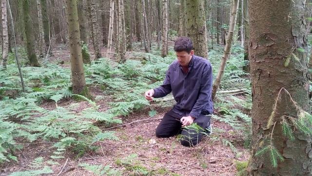 Stinkhorn mushroom (phallus impudicus) - Foraging Mushrooms - смотреть онлайн