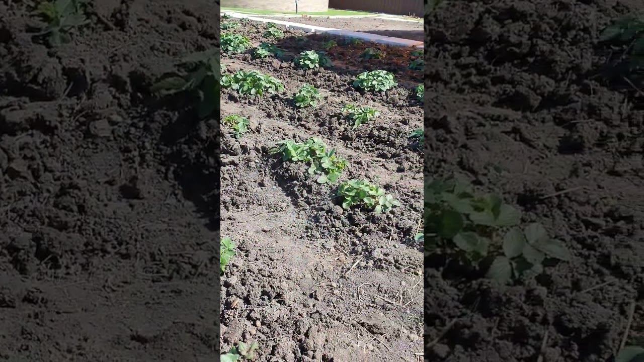 клубника. апрель смотреть онлайн