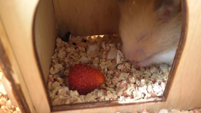 СПАСЕНИЕ ХОМКИ ФАНТЫ / ЧТО БЫЛО В ХОМЯКЕ? / Alisa Easy Pets смотреть онлайн