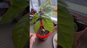 Как вырастить два дерева из одной косточки? Авокадо дерево выращенное из косточки.
