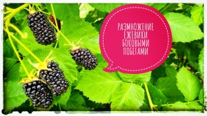 Саженцы ежевики из боковых однолетних побегов. Как размножать ежевике боковыми побегами.