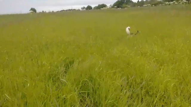 Охота с хаски и русским охотничьим спаниелем.Работа по куропатке. смотреть онлайн