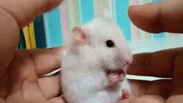 Вот это пук