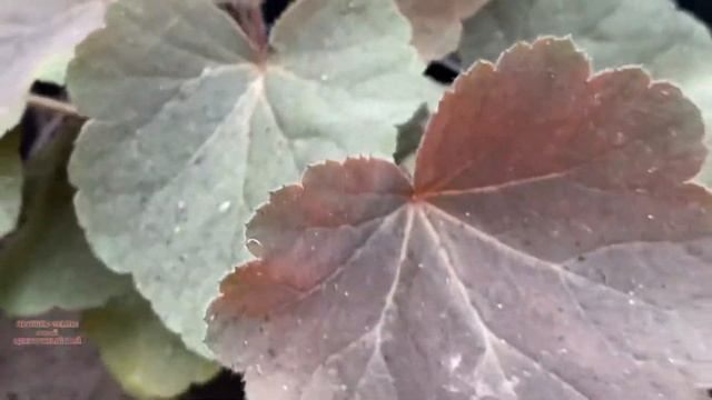 Покупка #садовыерастения смотреть онлайн