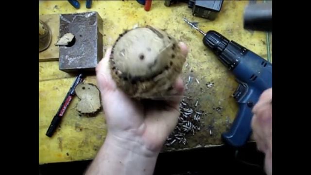 Кокос в аквариуме смотреть онлайн