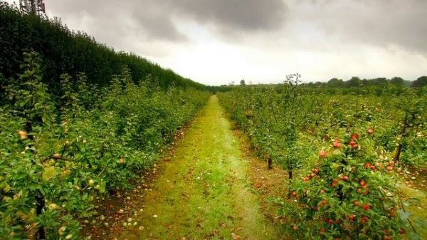 Raymond Blanc's Kitchen Secrets: Apples (S01E03)