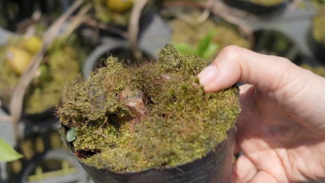 Завораживающие ликасты