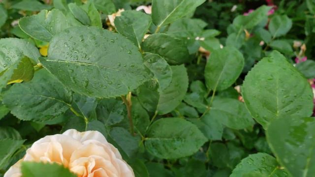 May 2023 David Austin Evelyn rose blooms up close смотреть онлайн