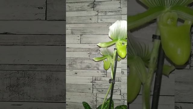 Пафиопедилум Мауди Paphiopedilum Maudiae смотреть онлайн