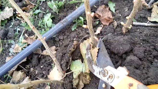 Правильная обрезка саженца чёрной смородины при посадке смотреть онлайн