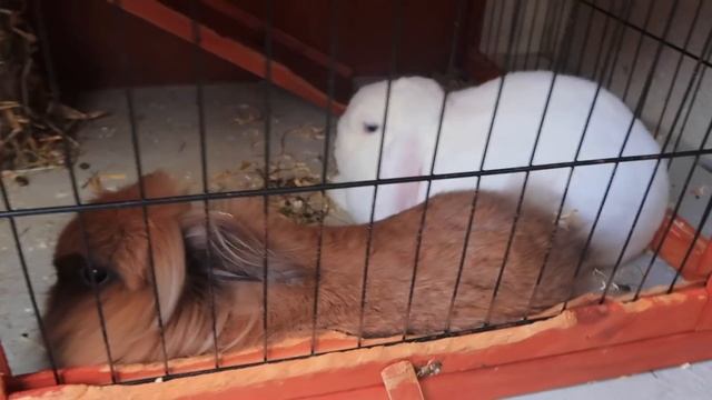 ВЛОГ 3 ПОДПИСЧИКИ управляют нашей НЕДЕЛЕЙ прямая ТРАНСЛЯЦИЯ смотреть онлайн