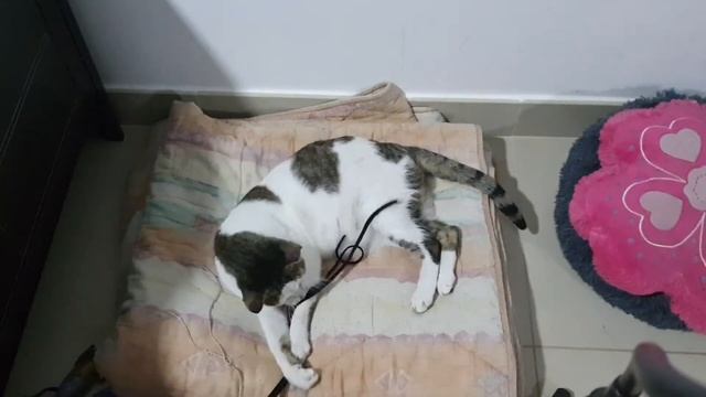 Cat Sweety Playing after soo long (Part 2) смотреть онлайн
