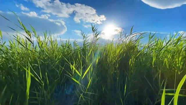 Huawei P50 Pro Cinematography | Huawei P50 Pro Videography Test & Review!