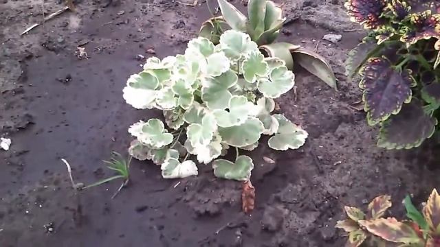 Колеусы и другие комнатные растения в открытом грунте часть 1-я смотреть онлайн