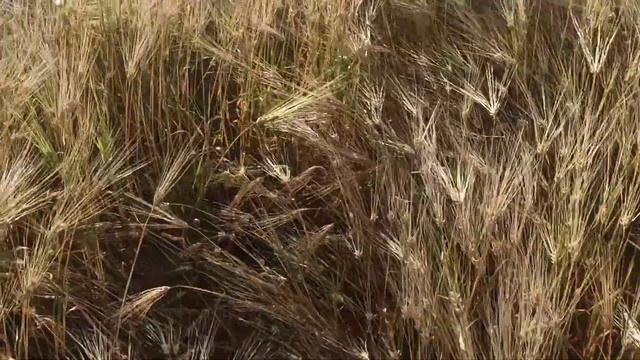 Лето 2021 Ячмень с люцерной. смотреть онлайн