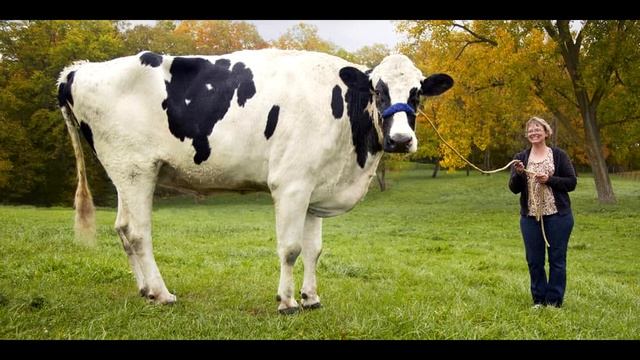 ЧТО ТАКОЕ DirectX | Зачем нужен DirectX и как определить версию DirectX смотреть онлайн