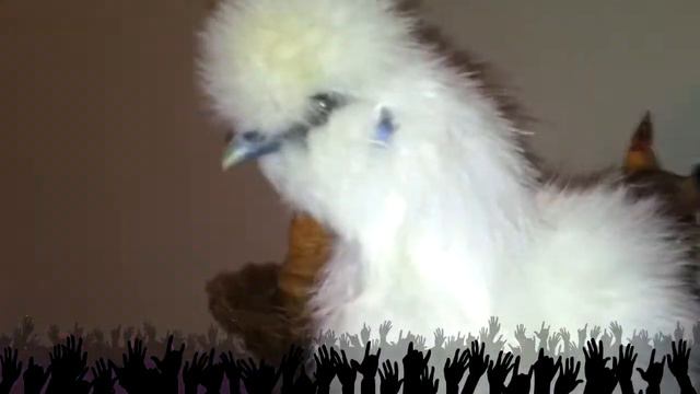 White Silkie named Fleece "Show Time" смотреть онлайн