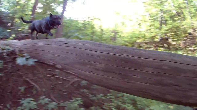 Дрессировка это просто.Прогулка с собакой. смотреть онлайн