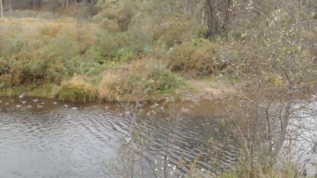 Дикие утки, как ручные. Пойма речки Черемуха. смотреть онлайн