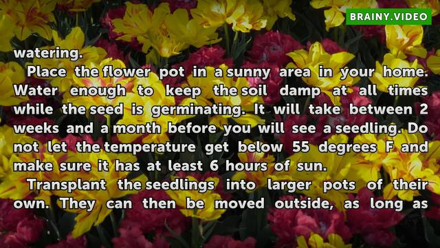 How to Grow Stephanotis From Seeds смотреть онлайн