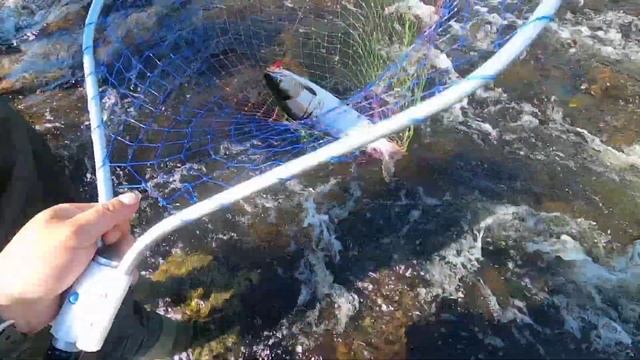 ГОРБУША потихоньку "пошла". УМБА. РЫБАЛКА В УМБЕ. "Pink salmon slowly "went". Umba." смотреть онлайн