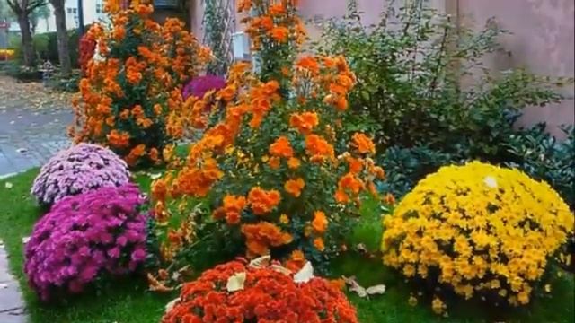 Эля Батик - Хризантемы смотреть онлайн